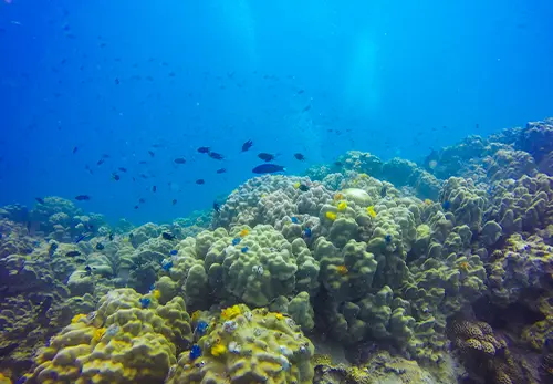 Great Barrier Reef Day Tour