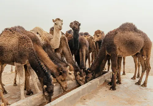 Camel Farm Visit