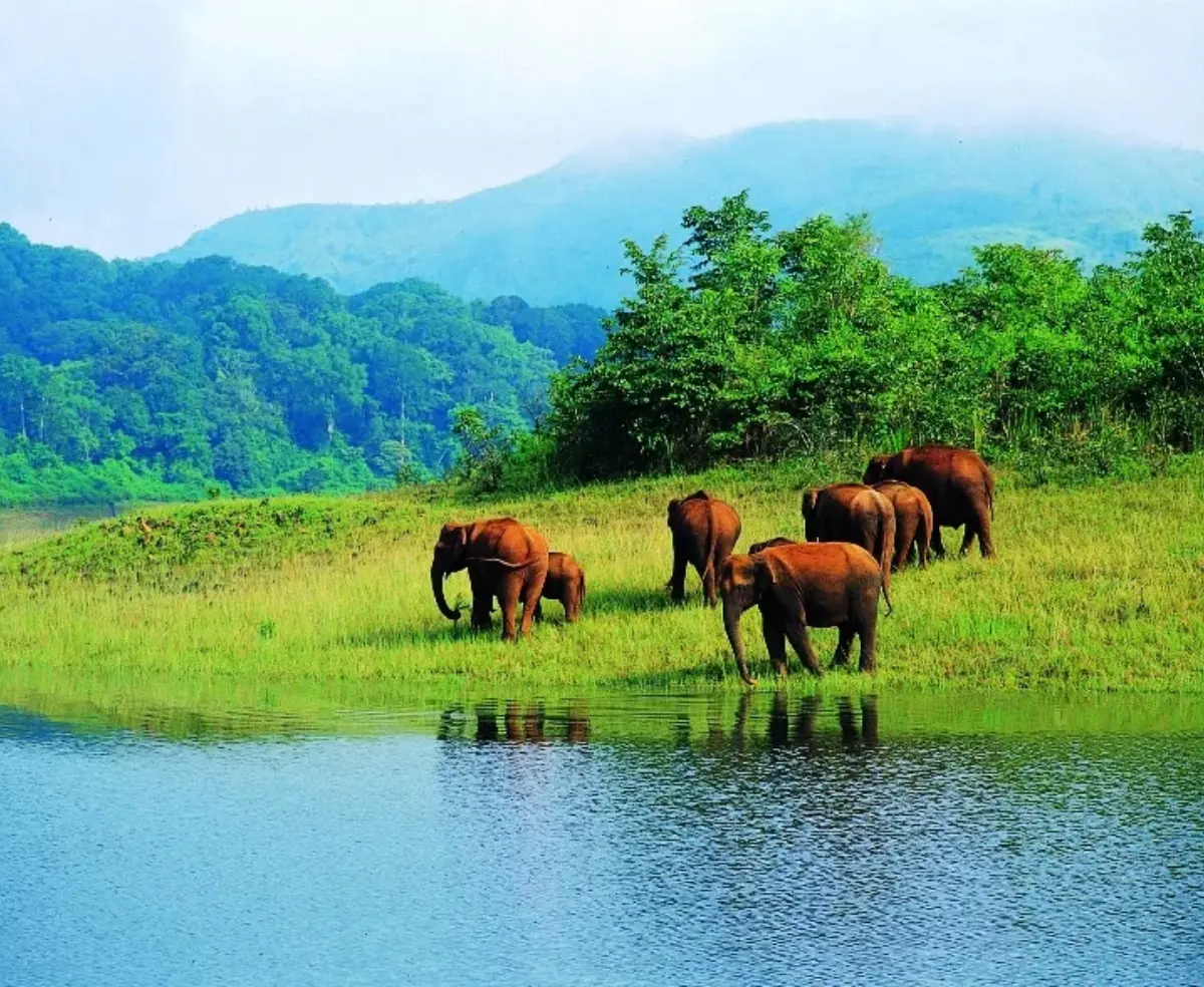Periyar Wilderness Escape