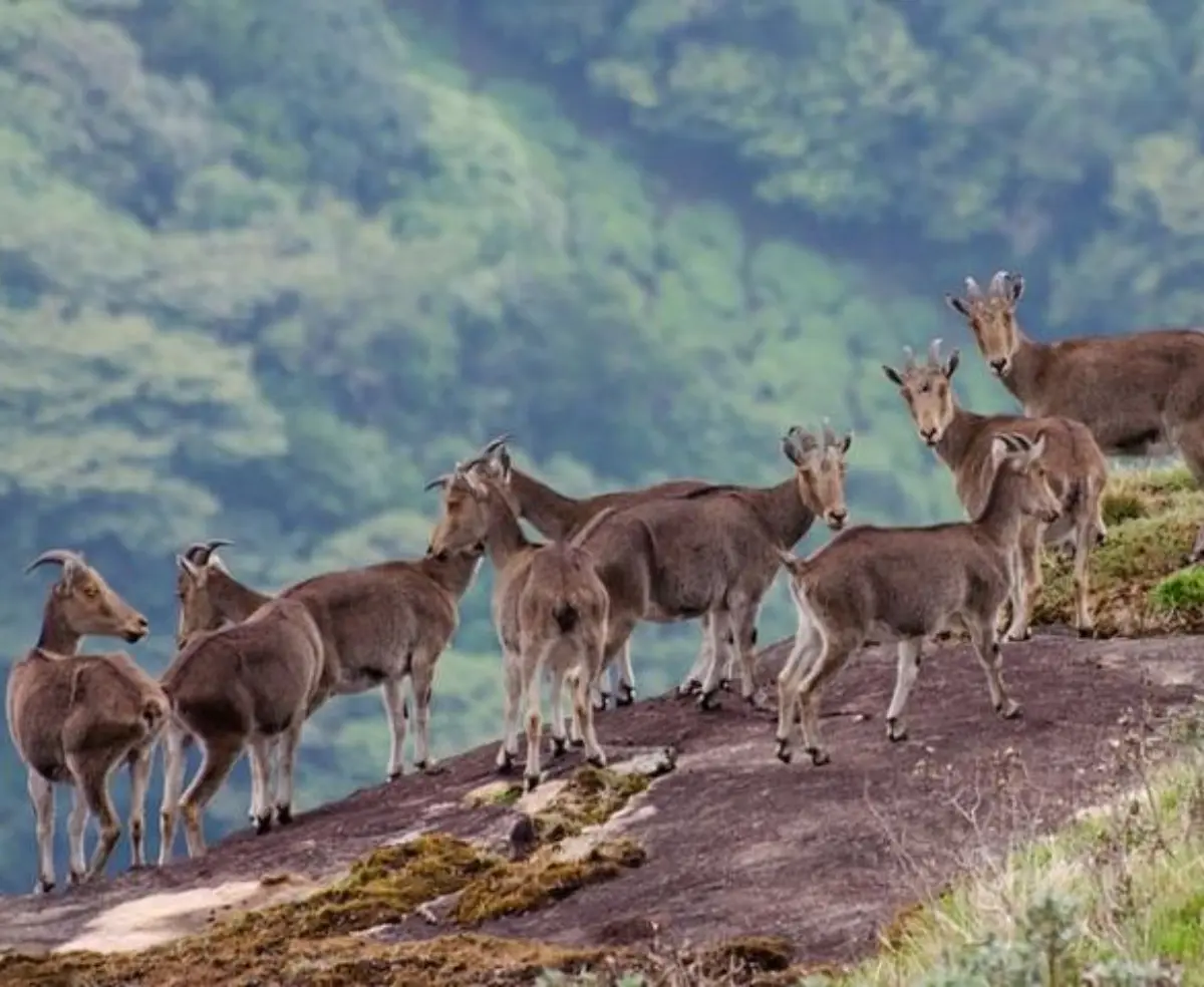 Kerala Highlands Escapade