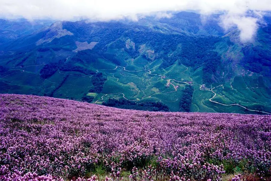 Neelakurinji Bloom in Munnar 2026 – Where to See the Purple Hills & How to Reach