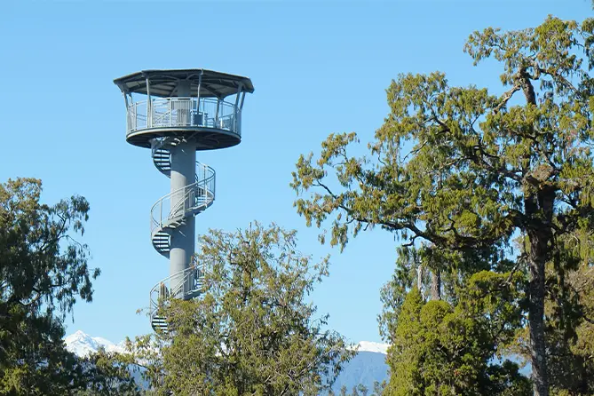 West Coast Treetop Walk