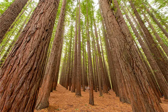 Redwoods Forest