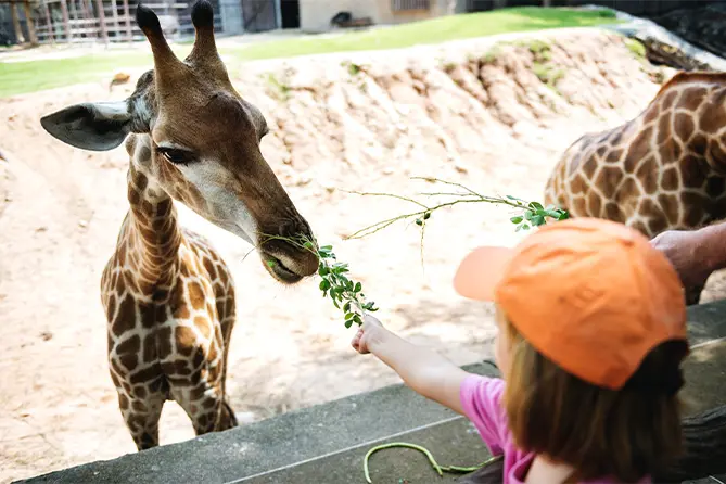 Hamilton Zoo