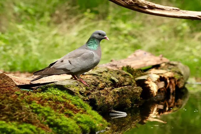 Te Anau Bird Sanctuary