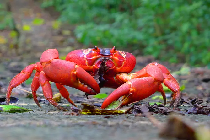 Red Crab Migration
