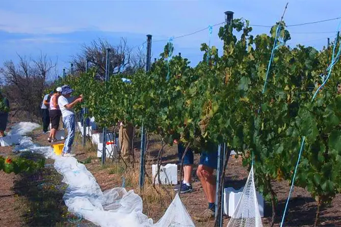 Canberra Wine Region