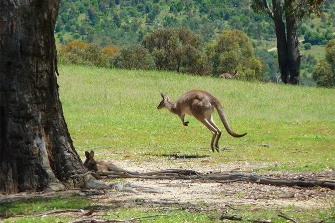 Tidbinbilla Nature Reserve