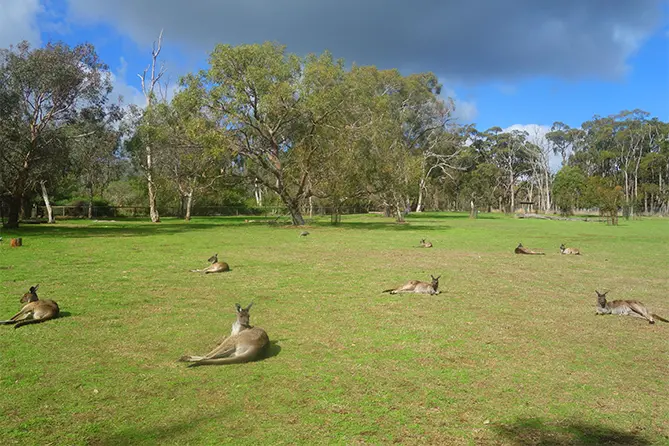 Cleland Wildlife Park