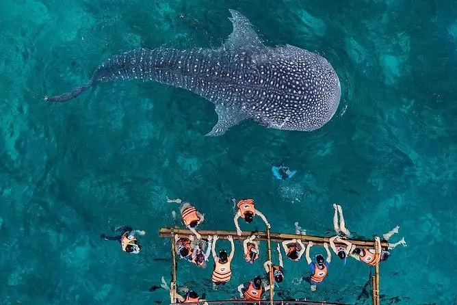 Whale Shark