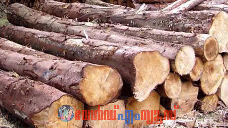 മുട്ടില്‍ മരംമുറി കേസ്;  പിടിച്ചെടുത്ത 15 കോടി രൂപ വിലമതിക്കുന്ന  തടികള്‍  നശിക്കുന്നു