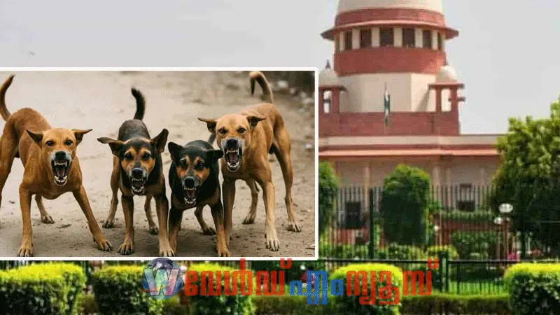 ‘തെരുവുനായ്ക്കളെ പൊതു ഇടങ്ങളിൽ നിന്ന് നീക്കണം’ ; സുപ്രീംകോടതിയുടെ നിർണ്ണായക ഉത്തരവ്