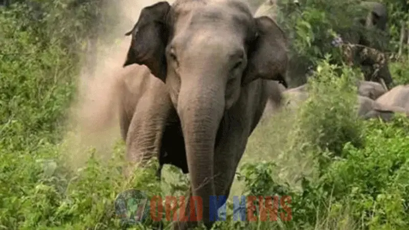 വീണ്ടും കാട്ടാന ആക്രമണം; വയോധികയ്ക്ക് ദാരുണാന്ത്യം!