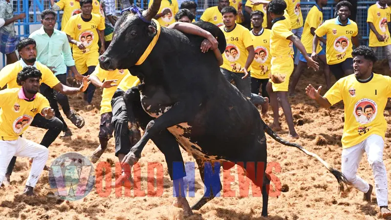 ആൺകരുത്തിൻ്റെ പോരാട്ടവീര്യവുമായി ജെല്ലിക്കെട്ടിന് തുടക്കം
