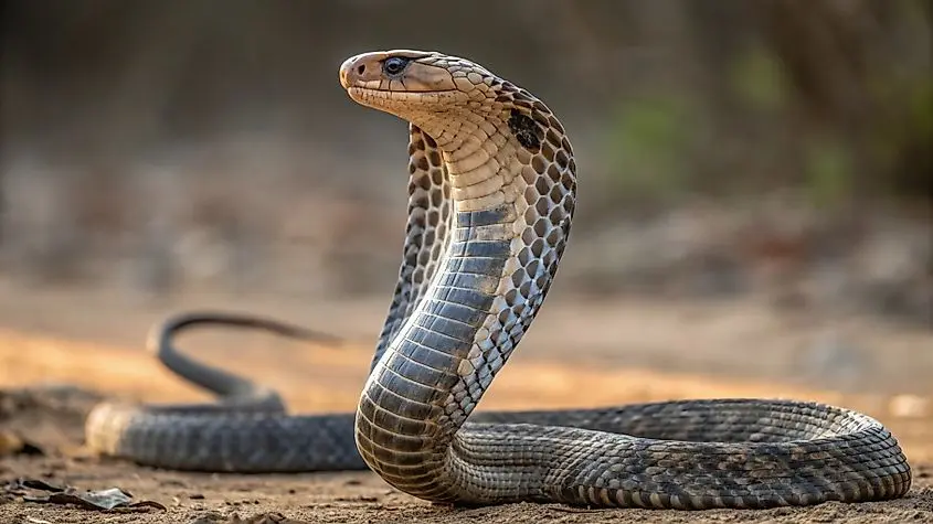 കണ്ണൂരിൽ പാമ്പ് കടിയേറ്റ 65കാരി മരിച്ചു 