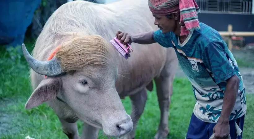 'ട്രംപി'ന് ആശ്വാസം ! വൈറലായപ്പോൾ , ബലികർമ്മത്തിൽ നിന്ന് ഒഴിവായി 