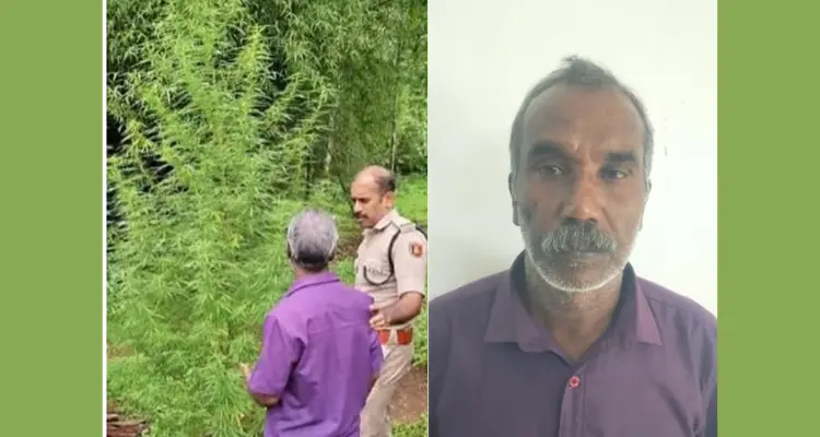 അമ്പലവയലിൽ 360 സെന്റിമീറ്റർ ഉയരമുള്ള കഞ്ചാവ് ചെടി പിടികൂടി