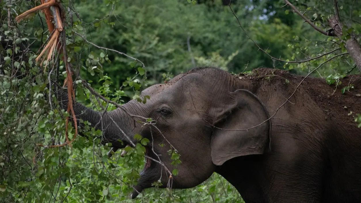 കാന്തല്ലൂരിൽ കാട്ടാനയെക്കണ്ട് ഭയന്നോടുന്നതിനിടെ ഒരാൾ വീണ് മരിച്ചു