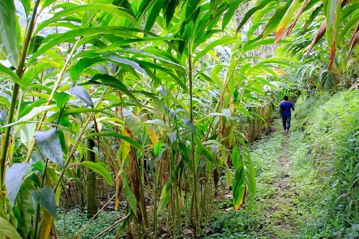 ഏലയ്ക്ക 'വെറും കായല്ല, പൊന്നാണ്' ; കിലോയ്ക്ക് വില 5000 രൂപ, സര്‍വകാലറെക്കോഡ്