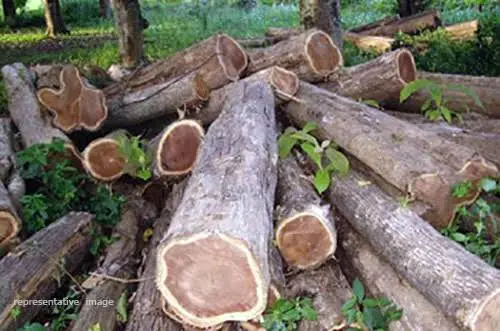 ഗാർഹികാവശ്യങ്ങൾക്കായുള്ള തേക്കുതടിയുടെ ചില്ലറ വില്പന