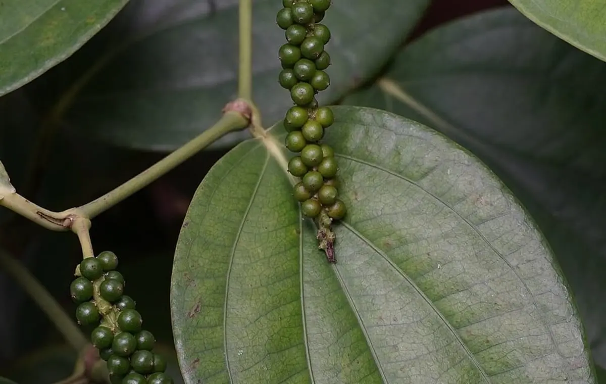 Green peppercorns ripening on the vine in Kerala