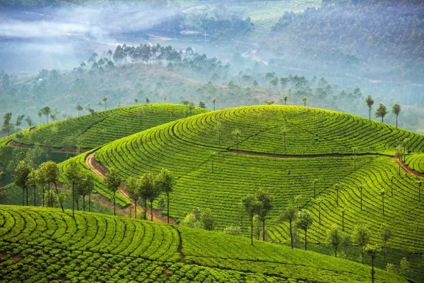 What to do in Munnar?