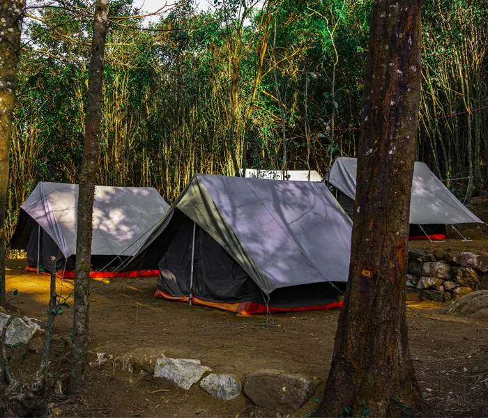 Camping in Suryanelli: An Unforgettable Experience at Camp Tea Forest