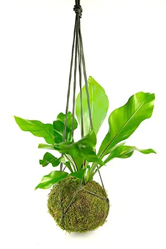 Garden Kokedama Moss Ball Indoor plant 