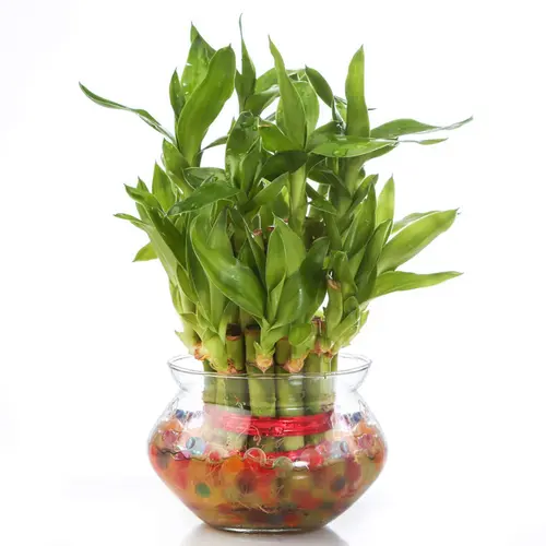 Green Lucky Bamboo Two Layer Round Glass Pot
