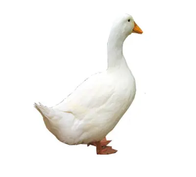 Duck Vigova Whole  (Halal)