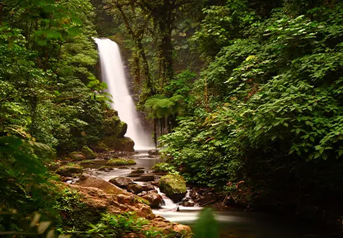 Daintree Rainforest & Cape Tribulation Tour