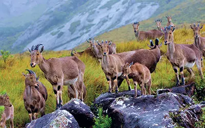 Eravikulam National Park