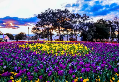 Experience Floriade (Spring Only)  