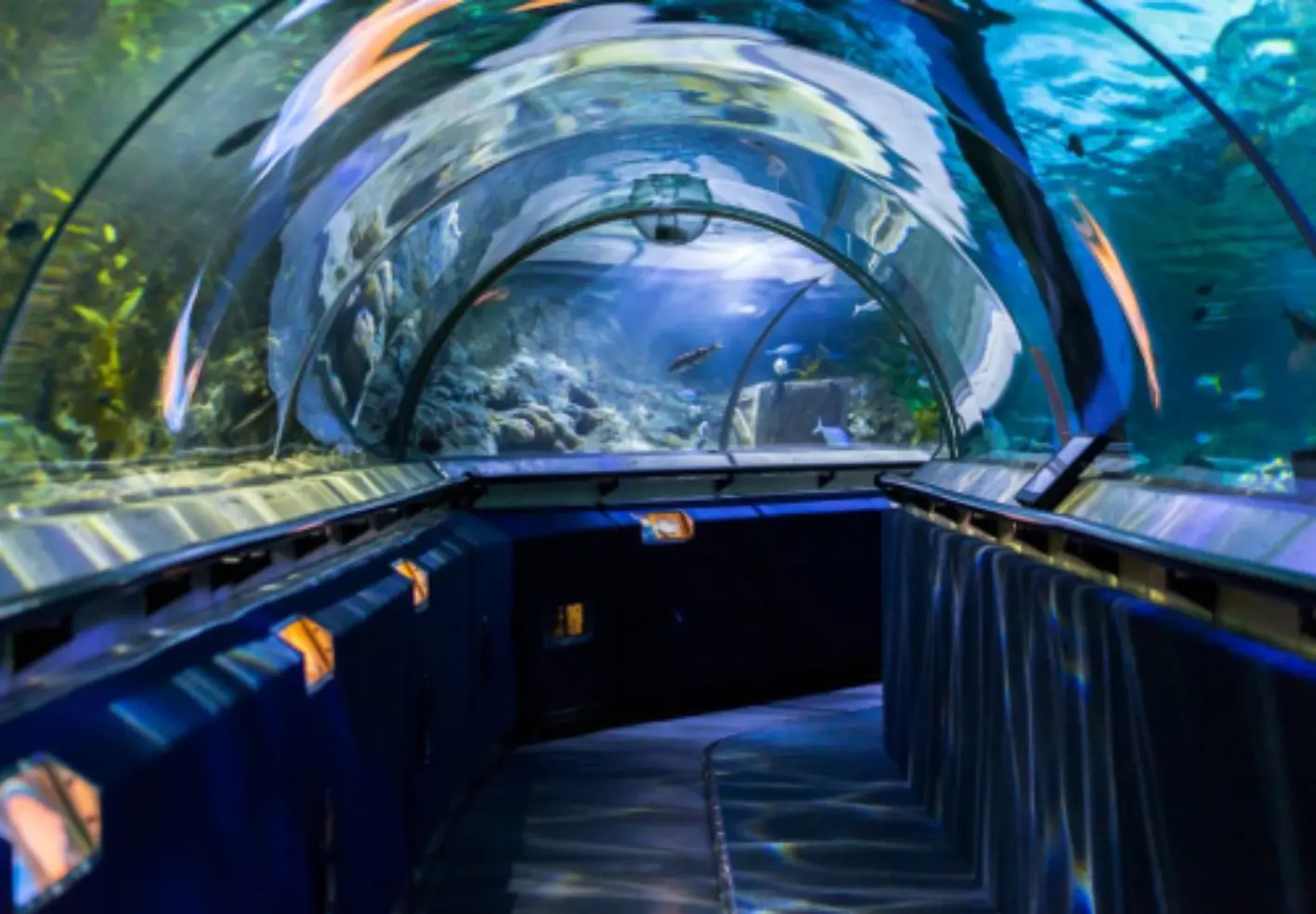 Experience Kelly Tarlton’s Sea Life Aquarium