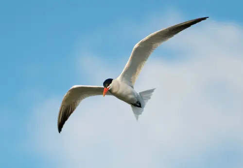 Go Birdwatching in Christmas Island National Park  