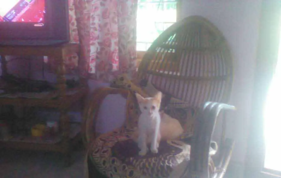 Turkish van for sale