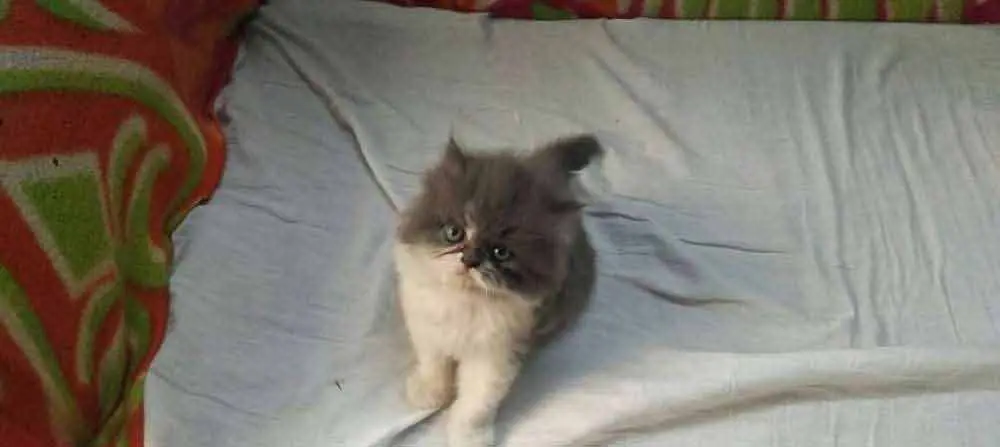  Persian kittens for sale available