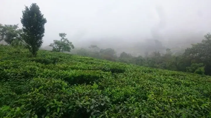 Land near vagamon