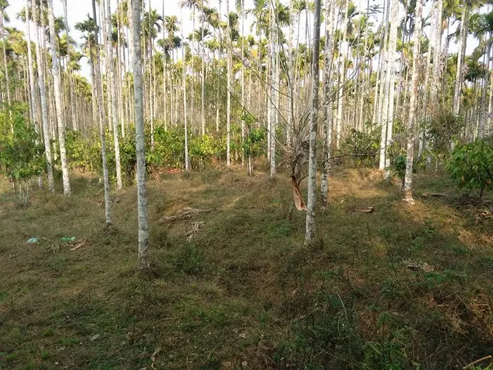 കൃഷി, ഫാം ഹൌസ് പ്ലോട്ട്