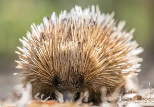 Meet Native Wildlife at Cleland Wildlife Park  