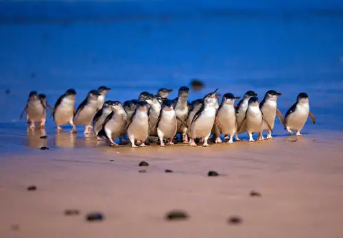 Phillip Island Penguin Parade 