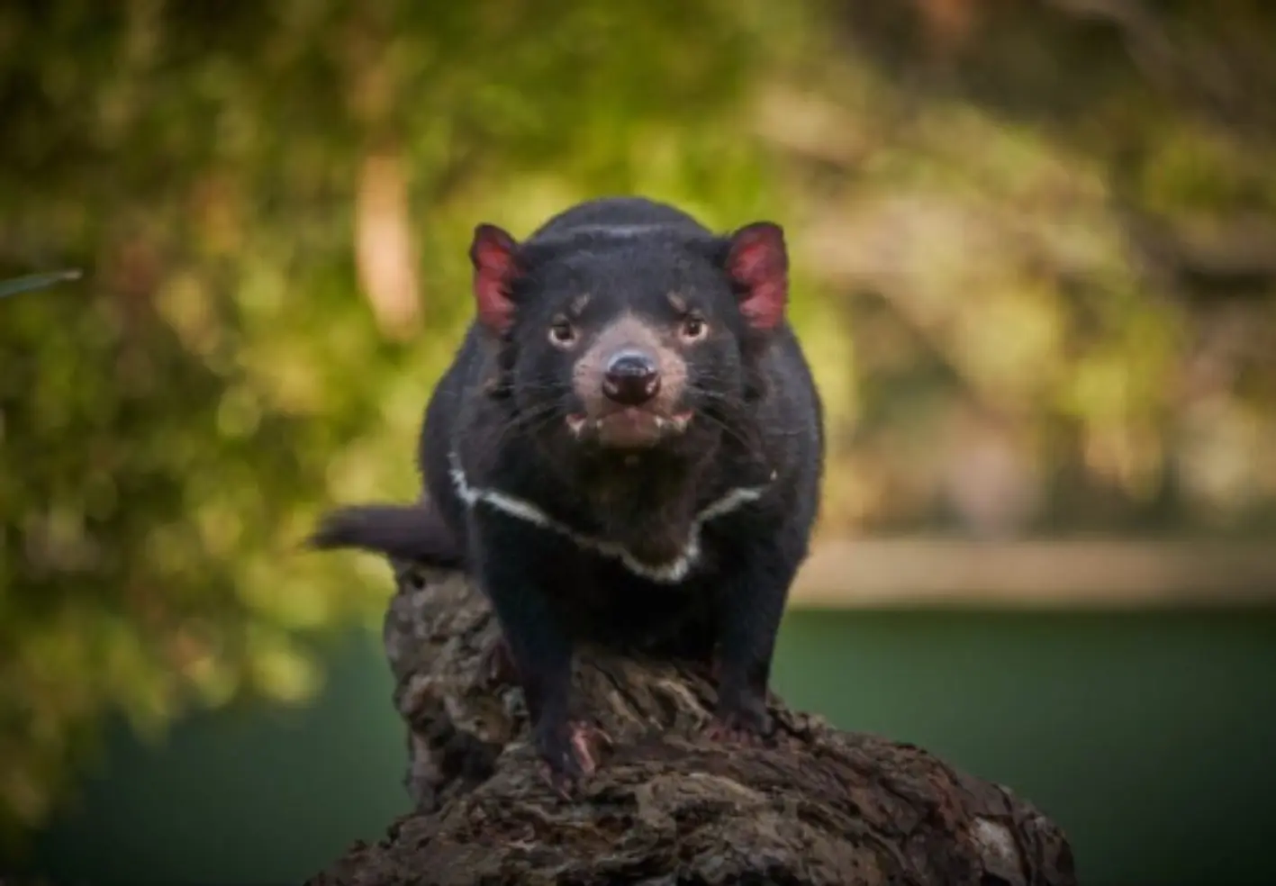 See Tasmanian Devils at Bonorong Wildlife Sanctuary