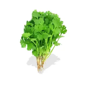 Coriander