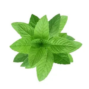 Mint Leaves