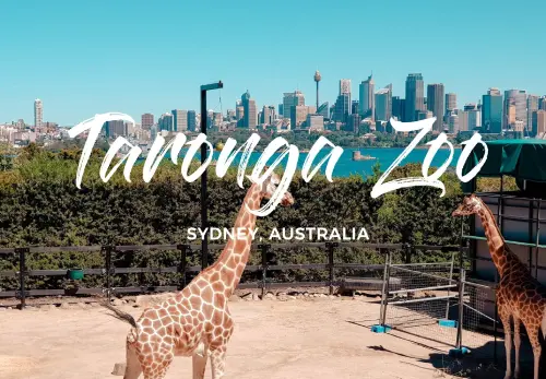 Spend a Day at Taronga Zoo  