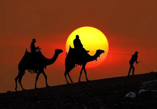Sunset Camel Ride