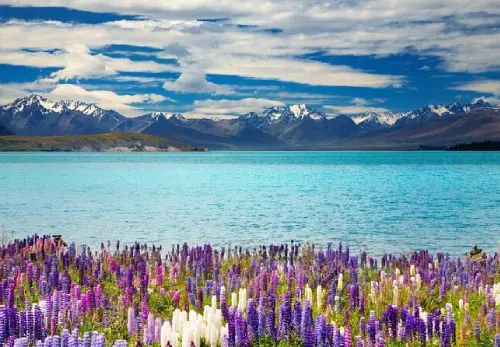 Take a Day Tour to Lake Tekapo  