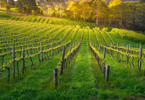 Take a Day Trip to the Barossa or McLaren Vale  