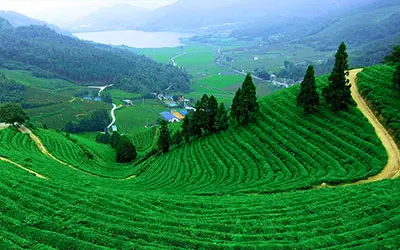 Tea Estate