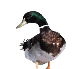 Kuttanadan Duck (Halal)